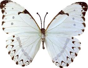 papillon