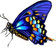 papillon