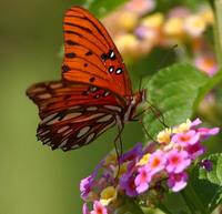 papillon