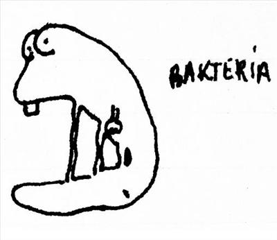 Bakteria