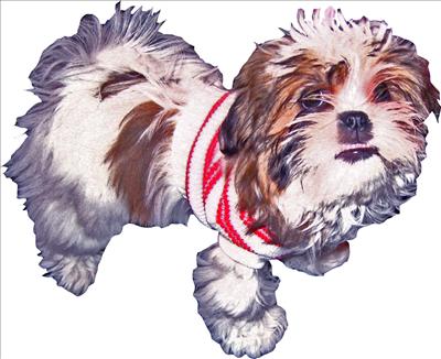 Holiday Sweater Baby