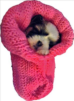 Burrito Baby