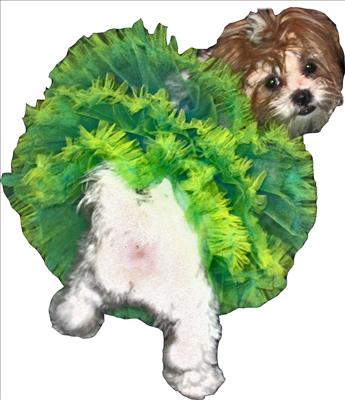 Petticoat Baby