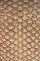 Dragon scale
