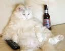 fat cat!