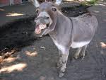donkey!