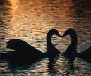 cuore con i cigni