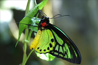 butterfly 