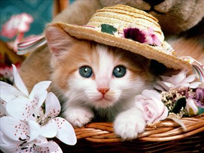 Yavru Kedi
