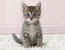 Pet Kitten