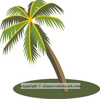 Palm Tree