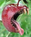 apple bite