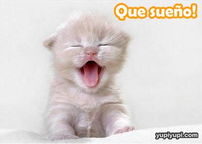 Gato