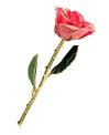 A rose x