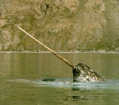Narwhal