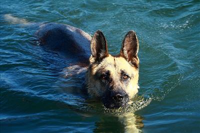 Swimming