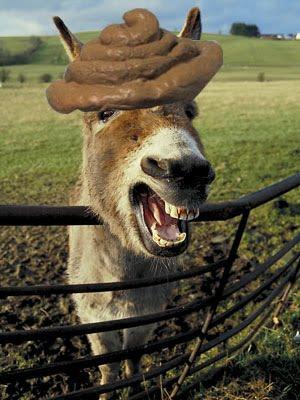 donkey