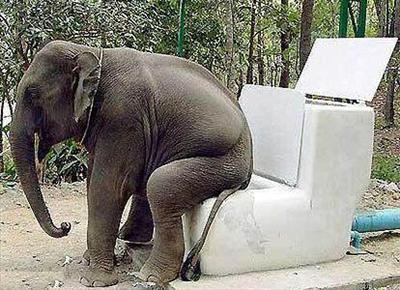 funny elephant