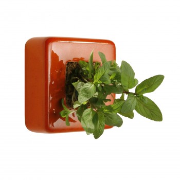 flowerbox 1 plante