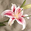 Star Gazer Lily