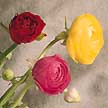 Ranunculus