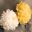 Stardard Mum
