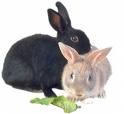 Bunny Rabbits