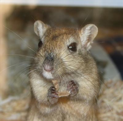 Gerbil