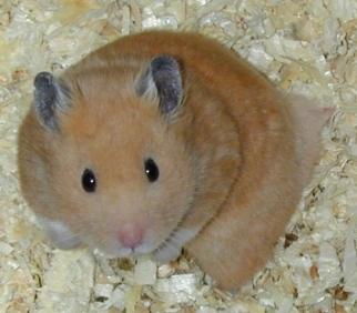 Hamster