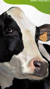 MOO!
