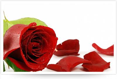 One Red Rose