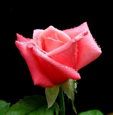 Pembe Gul