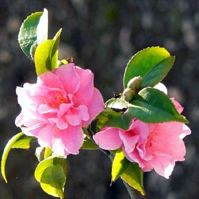 Pembe kamelya