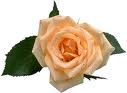 Flower 23
