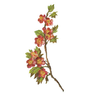 Flower 25