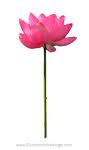 Flower 24