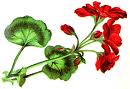Flower 19