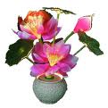 Flower 20