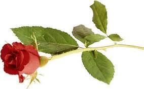 Red Rose