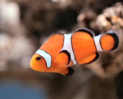 Fish