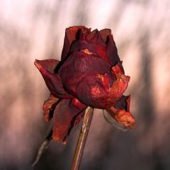 non sai amare