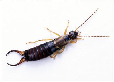 Earwig