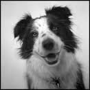 puppy dog