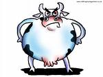 Angry cow
