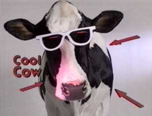 cool cow