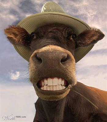 smileing cow