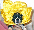 Momma Said Stupid Is As Stupid Does!