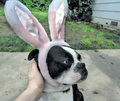 Happy Easter