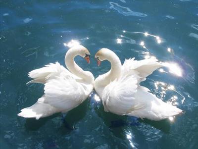 amour