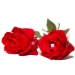 red rose